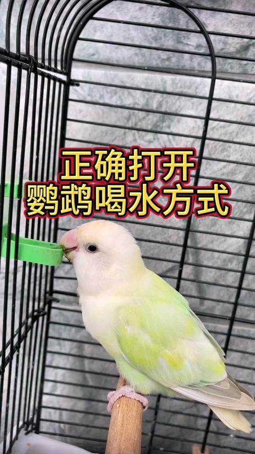 新澳2025天天正版资料和鹦鹉开饮水器喝水与鹦鹉开饮水器喝水好吗